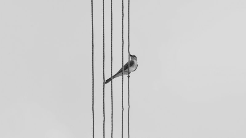 bird, wire, bw, monochrome, 4k