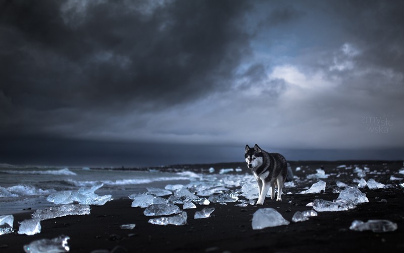 dog, animals, pet, Siberian Husky, beach, landscape, nature