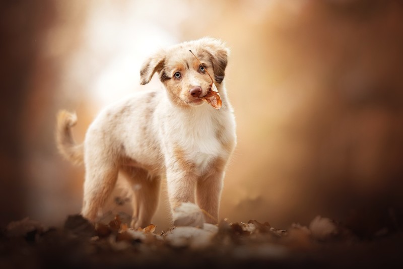 dog, animals, mammals, outdoors