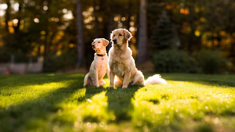 dog, animals, pet, nature, outdoors, sunlight, bokeh