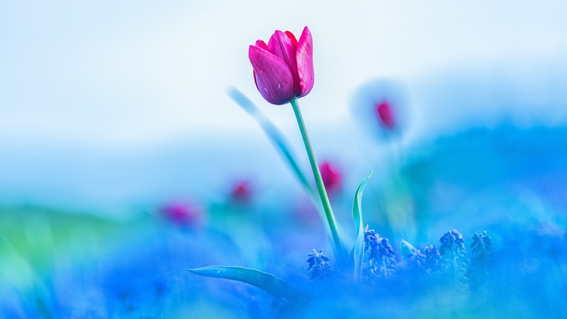 colorful, flowers, plants, blue, tulips