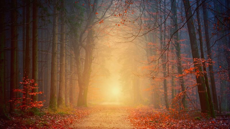 forest, fog, autumn, trees, foliage, 4k