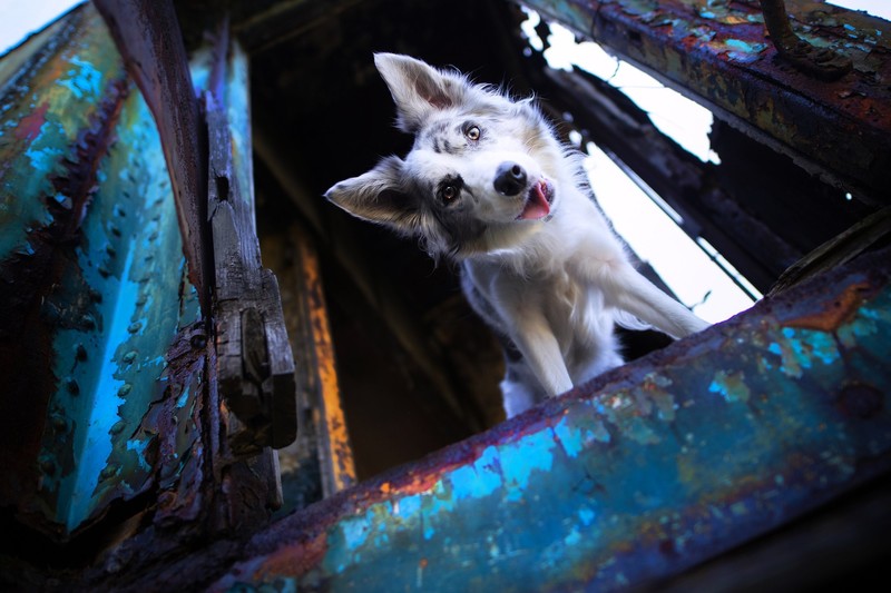 rust, animals, mammals, dog