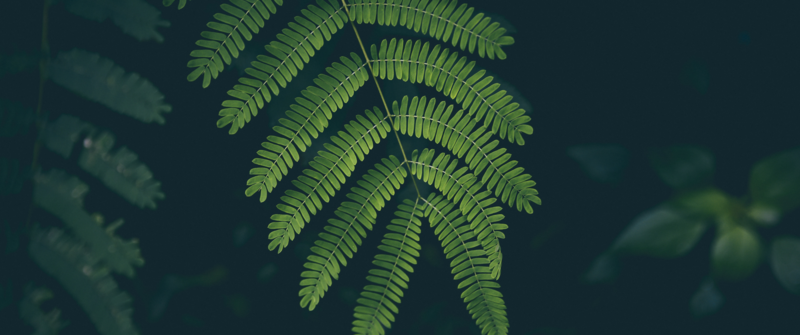 green, nature, plants