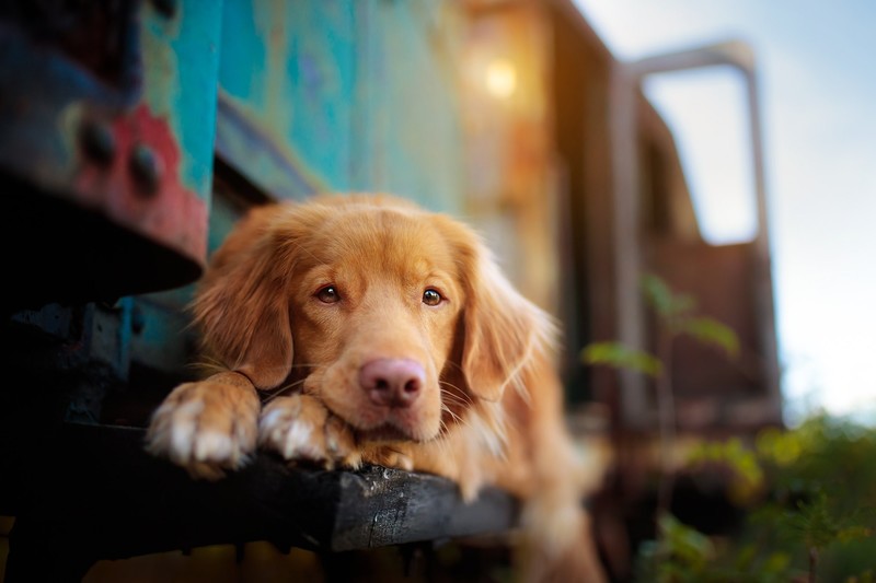 animals, outdoors, dog, mammals