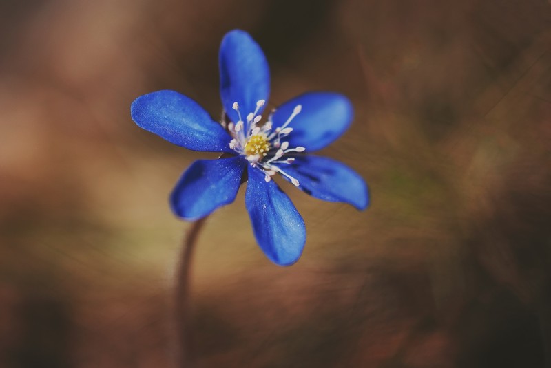 colorful, flowers, blue flowers, plants