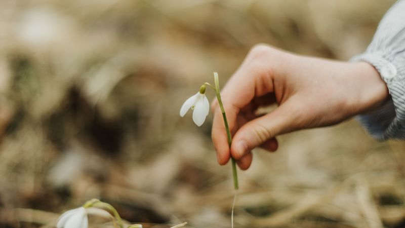 snowdrop, spring, hand, flower, 4k