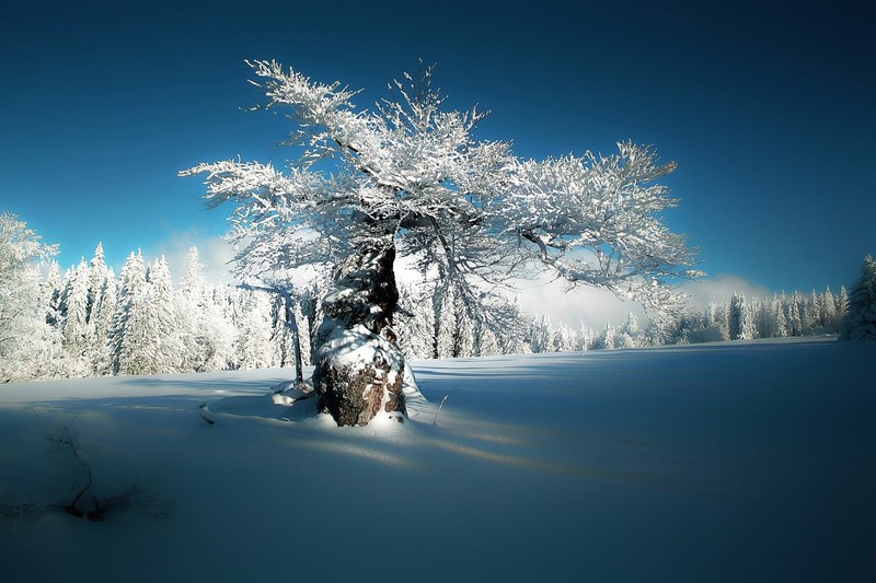cold, trees, winter, snow, nature