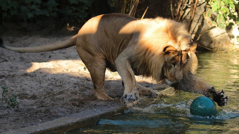 animals, balls, lion, big cats, mammals