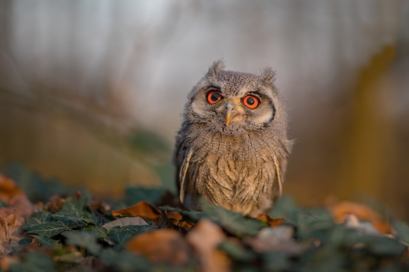 animals, birds, owl
