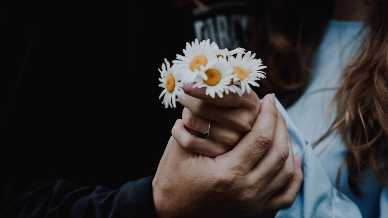 chamomile, flowers, hands, touch, 4k