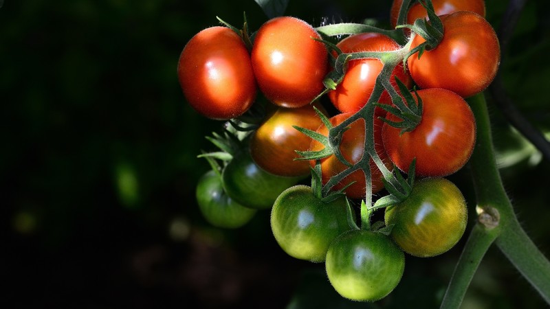 food, vegetables, tomatoes