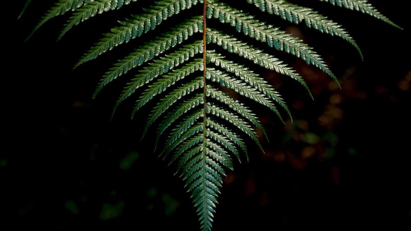 fern, sheet, carved, green, branch, 4k