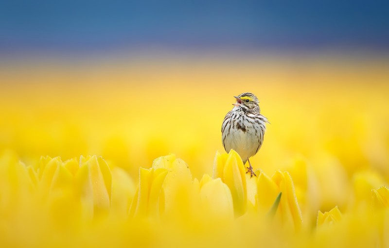 birds, colorful, yellow flowers, plants, animals, flowers