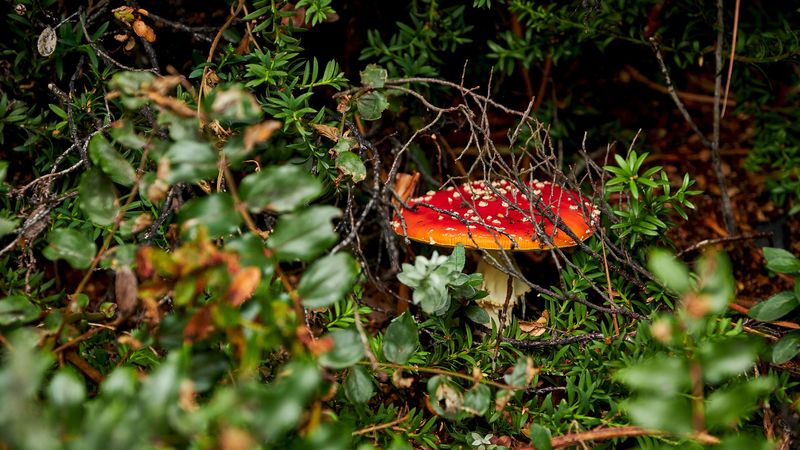 grebe, mushroom, grass, vegetation, 4k