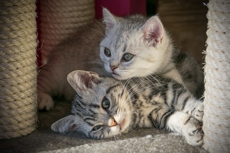 cats, animals, mammals, kittens