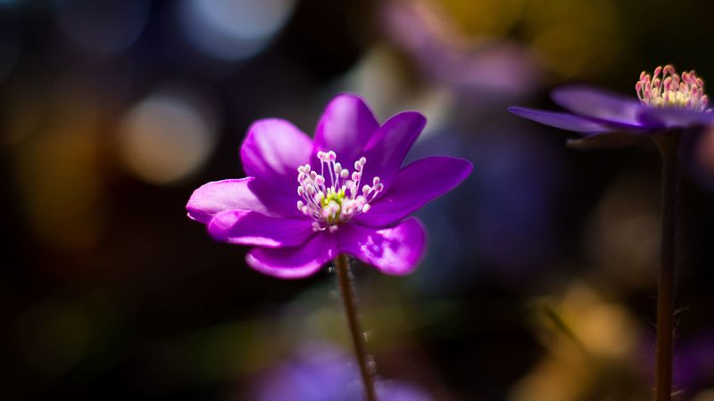 flower, purple, macro, petals, 4k