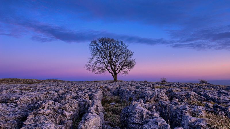 tree, dawn, stones, sky, 4k
