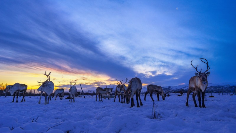 sky, sunlight, clouds, winter, cold, snow, animals, mammals, reindeer