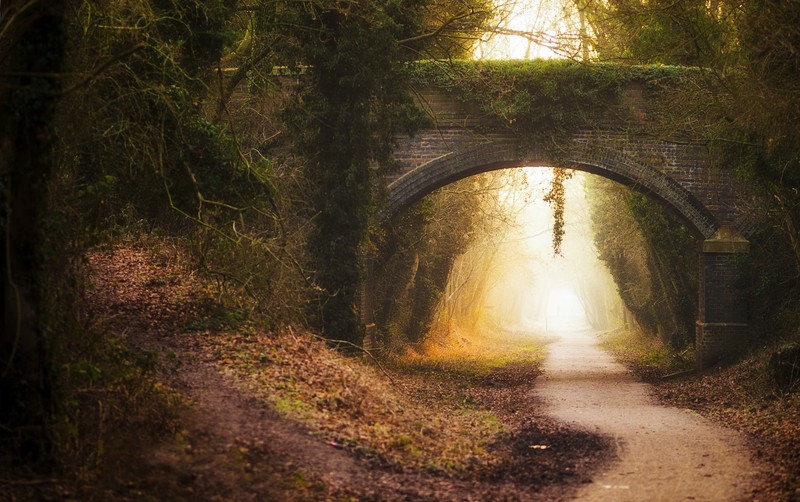 bridge, road, outdoors, plants