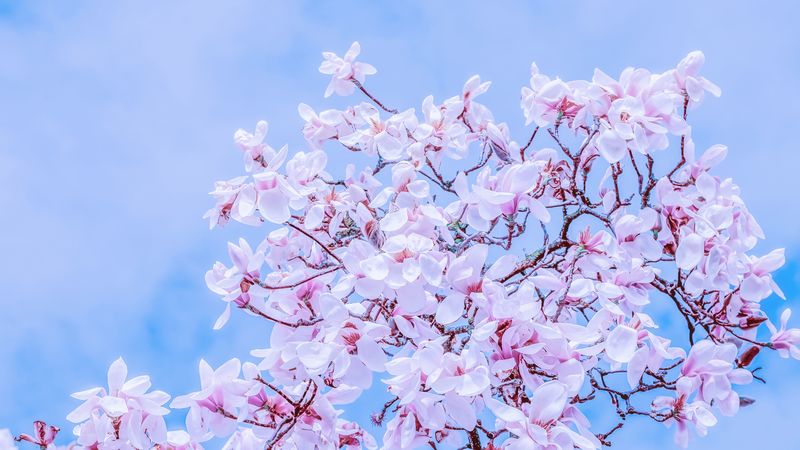 magnolia, flowers, flowering, branches, sky, 4k
