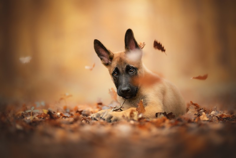 fall, leaves, dog, animals, mammals