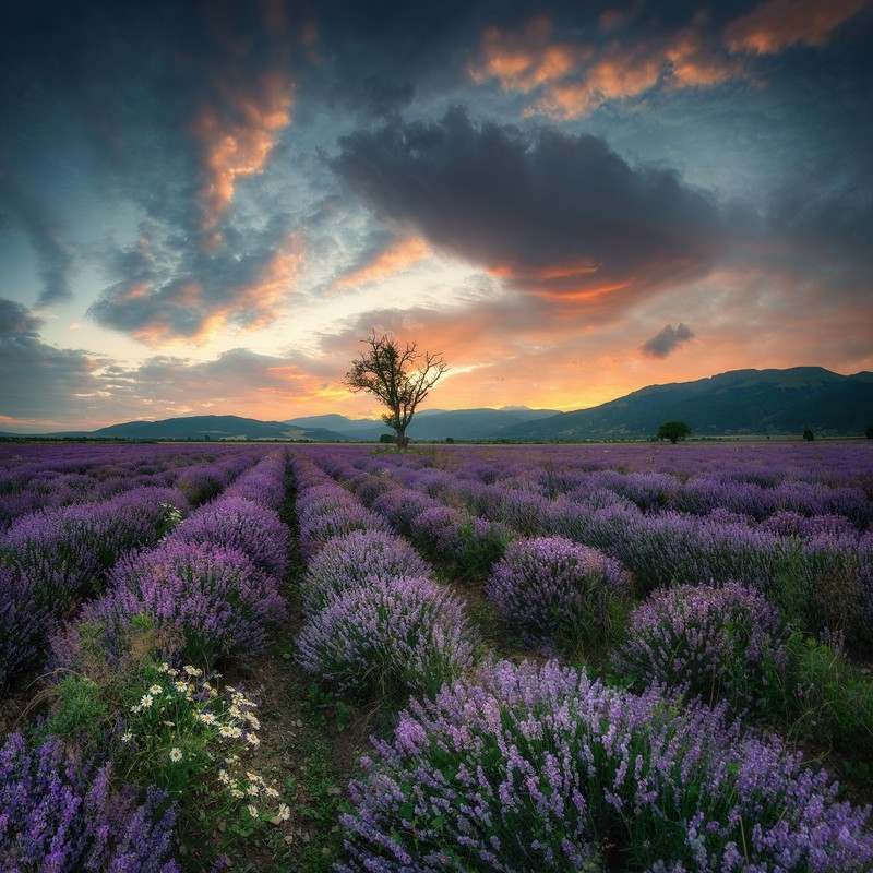 sky, sunlight, field, plants, outdoors