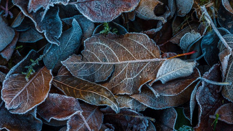 leaves, frost, fallen, autumn, 4k