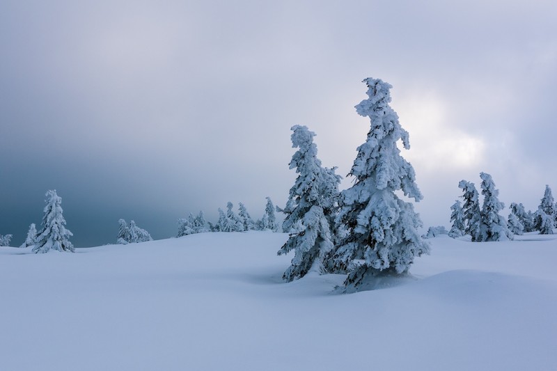 trees, cold, winter, nature, snow