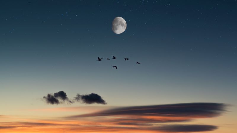 full moon, birds, desert, starry sky, 4k