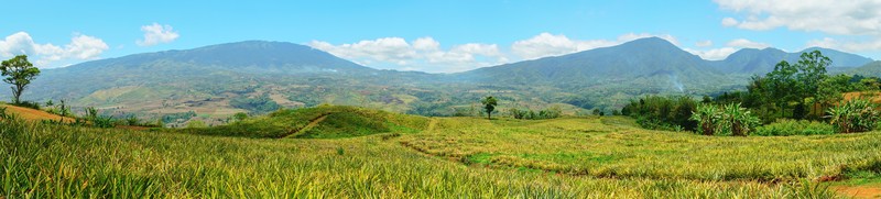 tropical, palm trees, jungle, Philippines, landscape, Vista, wide screen