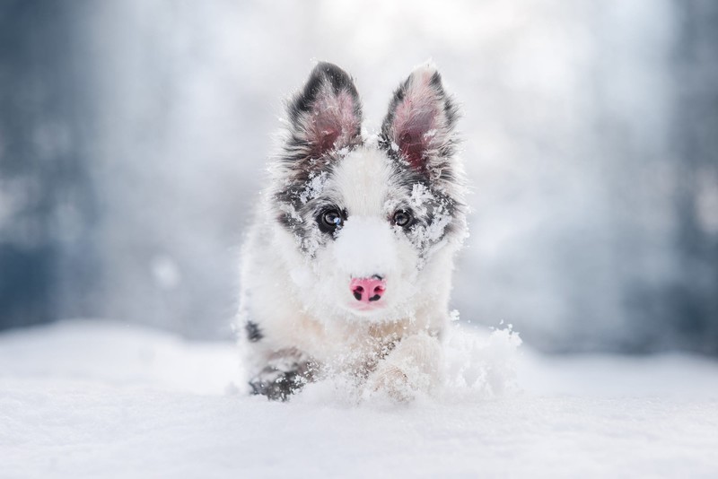 snow, winter, outdoors, dog, animals, mammals