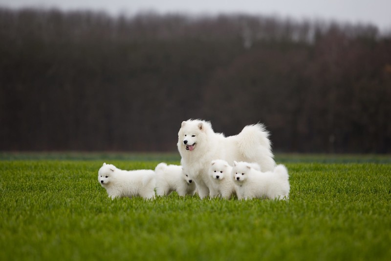 dog, animals, white, Samoyed