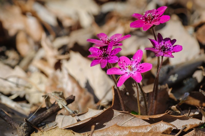 colorful, flowers, plants