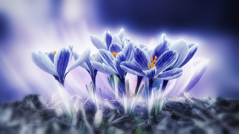 blue, colorful, flowers, plants, shining