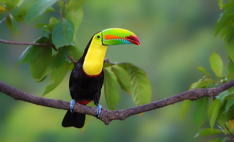 colorful, twigs, animals, birds, toucans