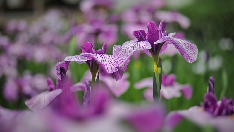 colorful, flowers, plants, nature
