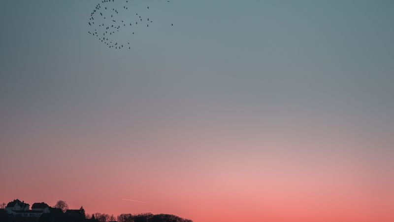 birds, sky, flight, flock, 4k