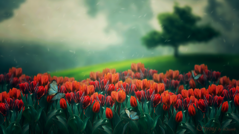 field, tulips, flowers, butterflies, snowing, depth of field, nature