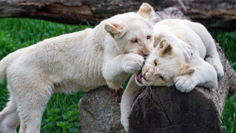 lion, playing, animals, mammals, big cats