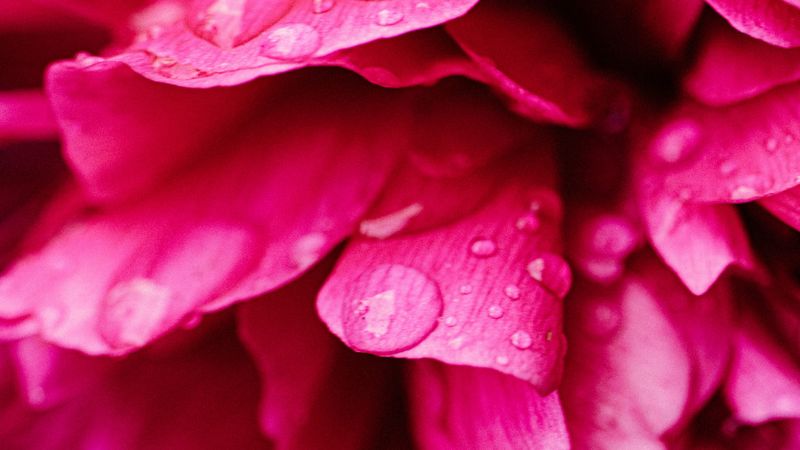 peony, petals, flower, drops, 4k