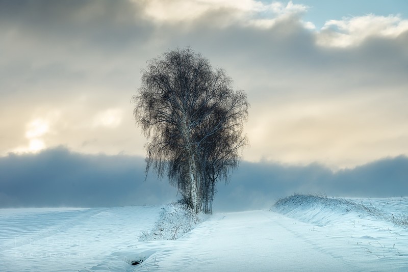 cold, snow, winter, trees, outdoors, nature