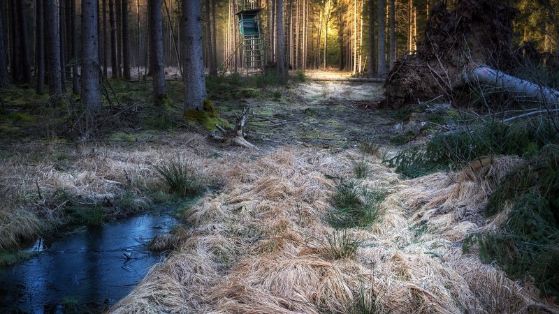 nature, trees, forest, outdoors
