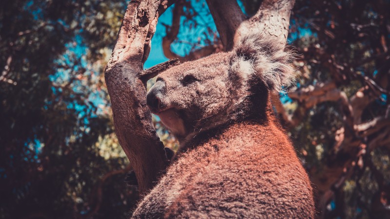 animals, Australia, koalas, trees, wildlife, nature