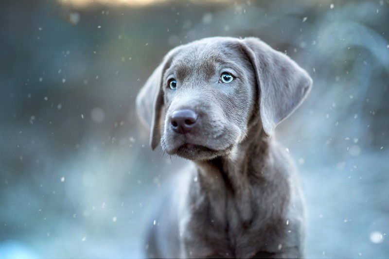 snow, animals, mammals, dog