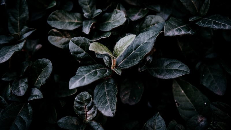 bush, foliage, dark, branches, leaves, 4k