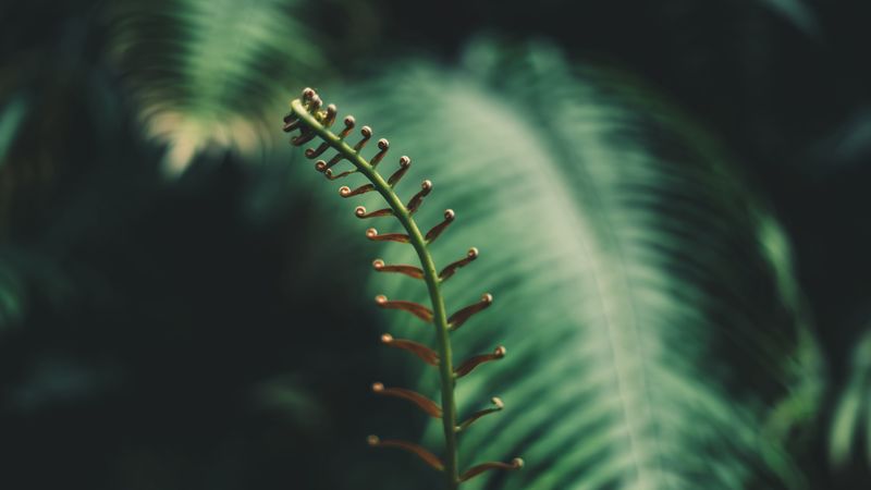 fern, branch, leaves, tropical, plant, 4k