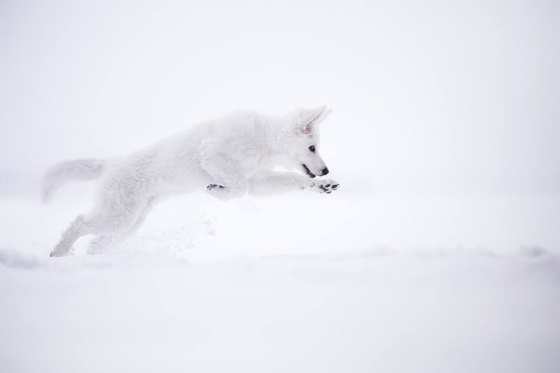 winter, snow, arctic fox, white, animals, nature, fox, mammals, side view