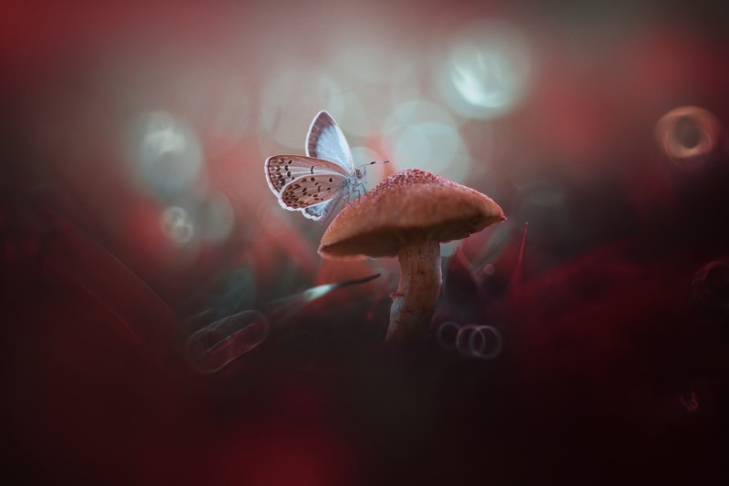 animals, butterfly, mushroom, insect, closeup