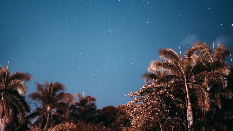 palm trees, sky, stars, evening, 4k